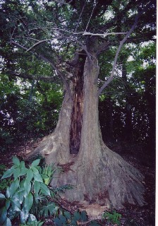 徳星寺の大カヤおよび暖帯林