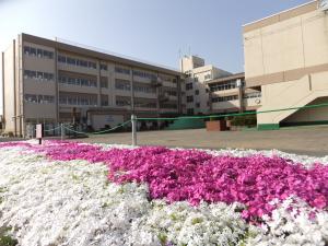 学校花「芝桜」